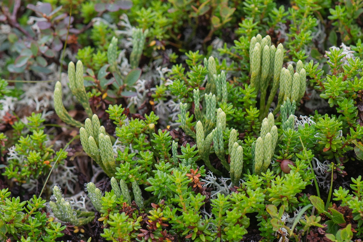 David Plant Photography - Wildlife Photography - Alpine clubmoss - K.JPG - Alpine clubmoss - Cairngorms