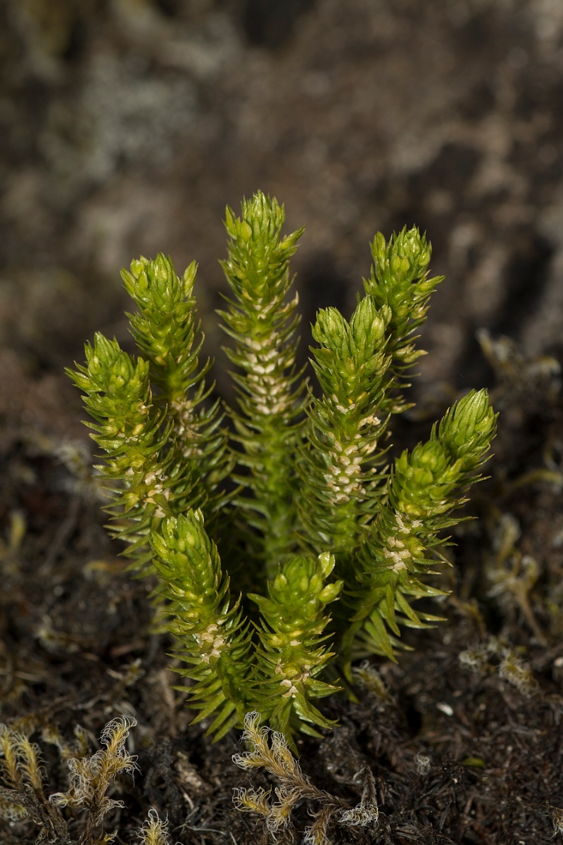 David Plant Photography - Wildlife Photography - Fir clubmoss - B.jpg - Fir clubmoss - Ayrshire