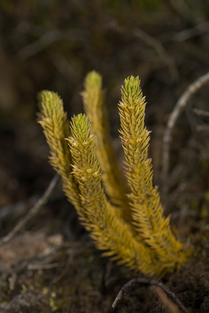David Plant Photography - Wildlife Photography - Fir clubmoss - D.jpg - Fir clubmoss - Caithness