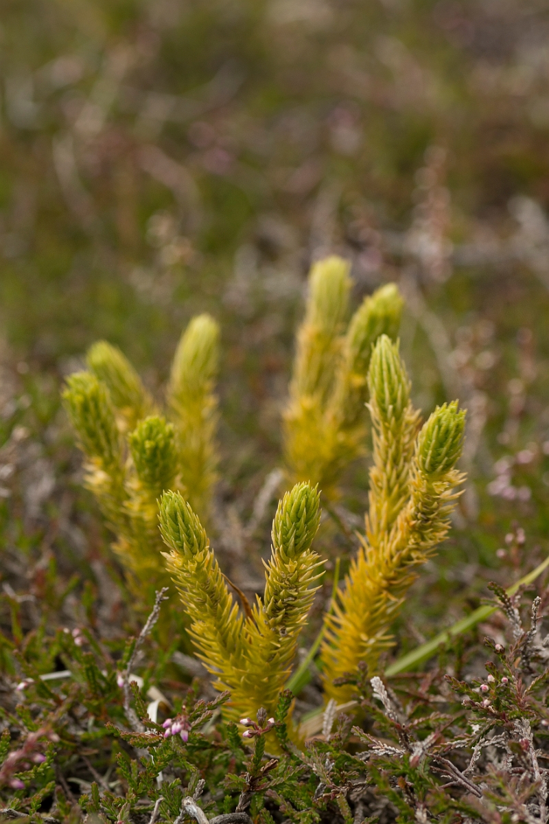David Plant Photography - Wildlife Photography - Fir clubmoss - E.jpg - Fir clubmoss - Perthshire