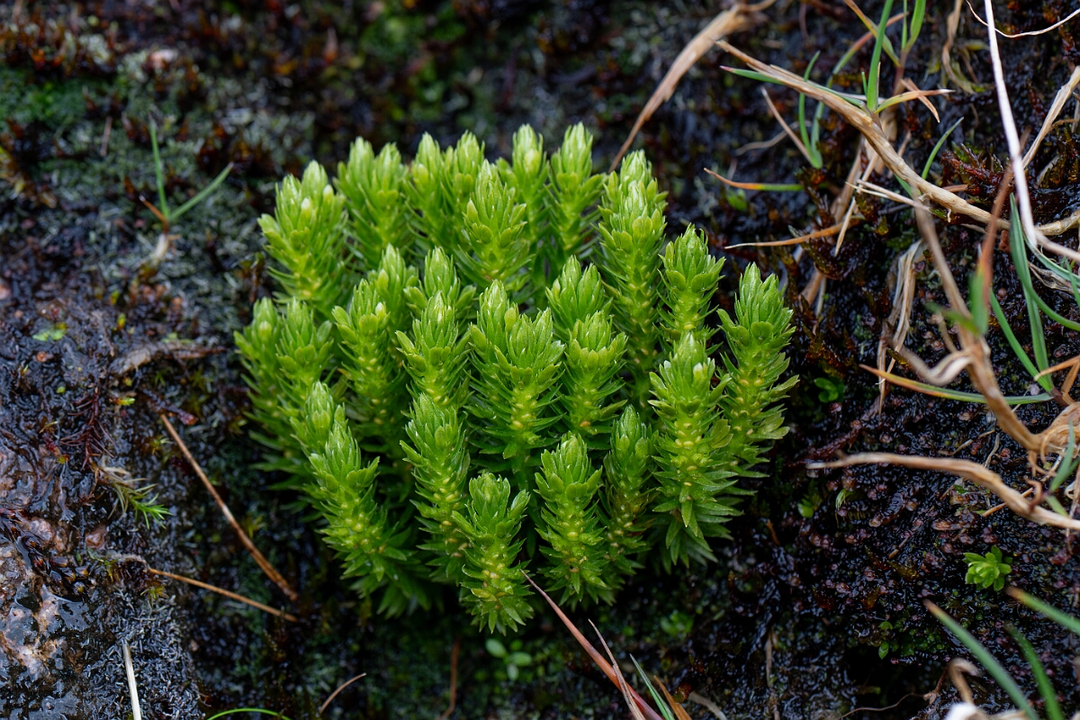 David Plant Photography - Wildlife Photography - Fir clubmoss - F.jpg - Fir clubmoss - Cairngorms