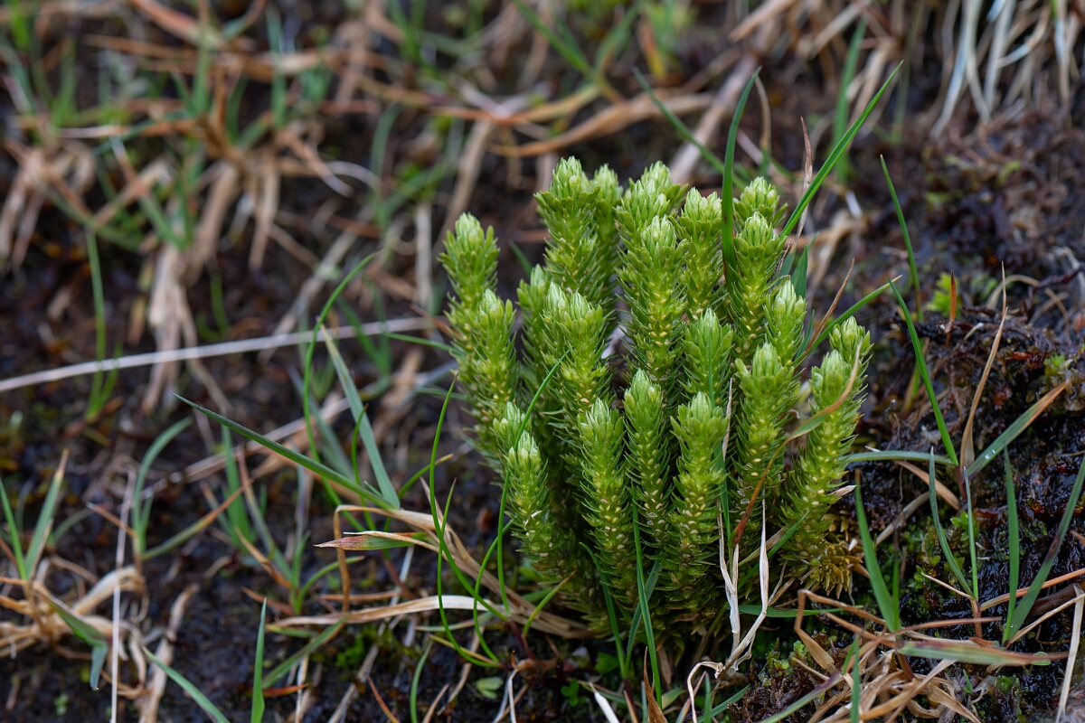 David Plant Photography - Wildlife Photography - Fir clubmoss - G.jpg - Fir clubmoss - Cairngorms