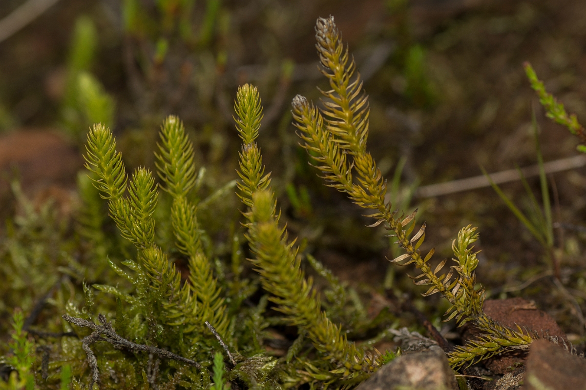 David Plant Photography - Wildlife Photography - Interrupted clubmoss - A.jpg - Interrupted clubmoss - Caithness