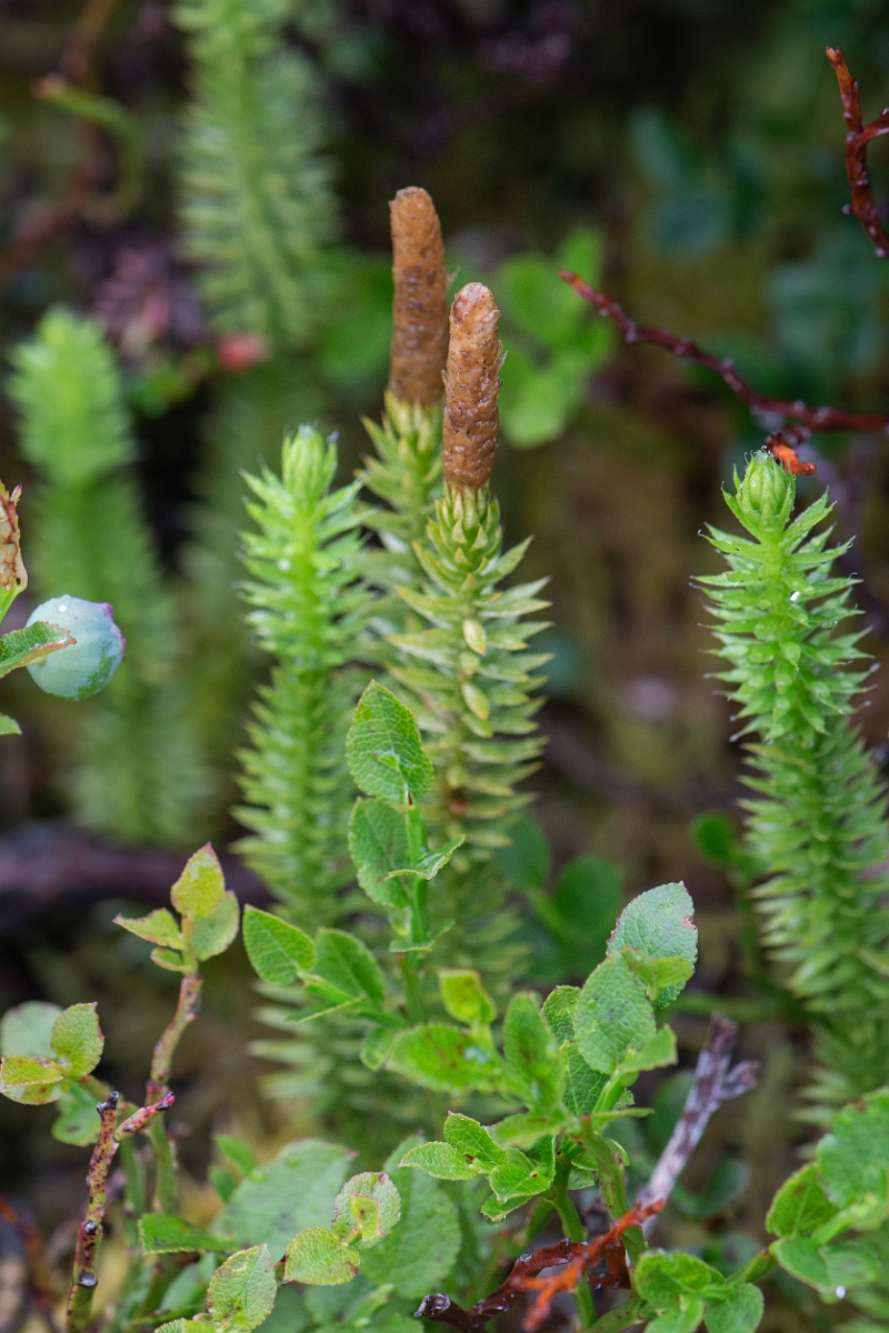David Plant Photography - Wildlife Photography - Interrupted clubmoss - I.JPG - Interrupted clubmoss - Cairngorms