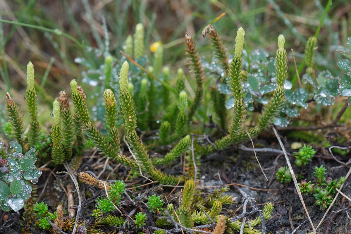 David Plant Photography - Wildlife Photography - Interrupted clubmoss - J.JPG - Interrupted clubmoss - Cairngorms