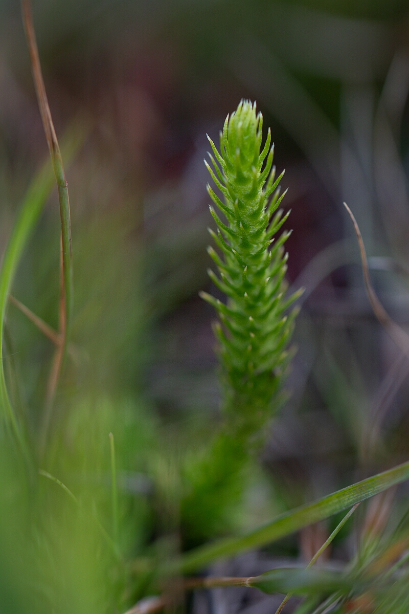David Plant Photography - Wildlife Photography - Marsh clubmoss - A.jpg - Marsh clubmoss - Surrey