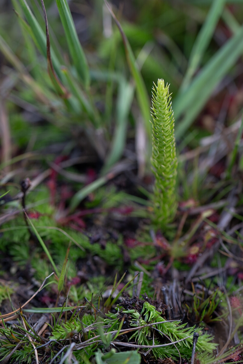 David Plant Photography - Wildlife Photography - Marsh clubmoss - B.jpg - Marsh clubmoss - Surrey