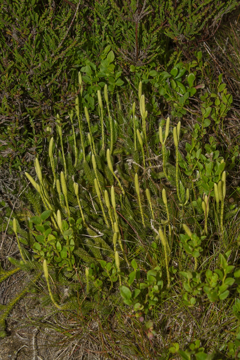 David Plant Photography - Wildlife Photography - Stagshorn clubmoss - A.jpg - Stagshorn clubmoss - Perthshire