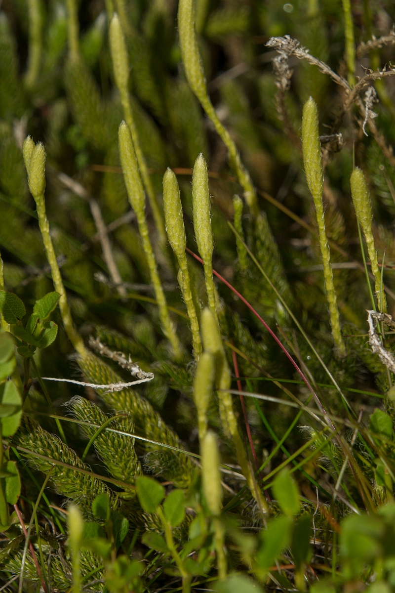 David Plant Photography - Wildlife Photography - Stagshorn clubmoss - B.jpg - Stagshorn clubmoss - Perthshire
