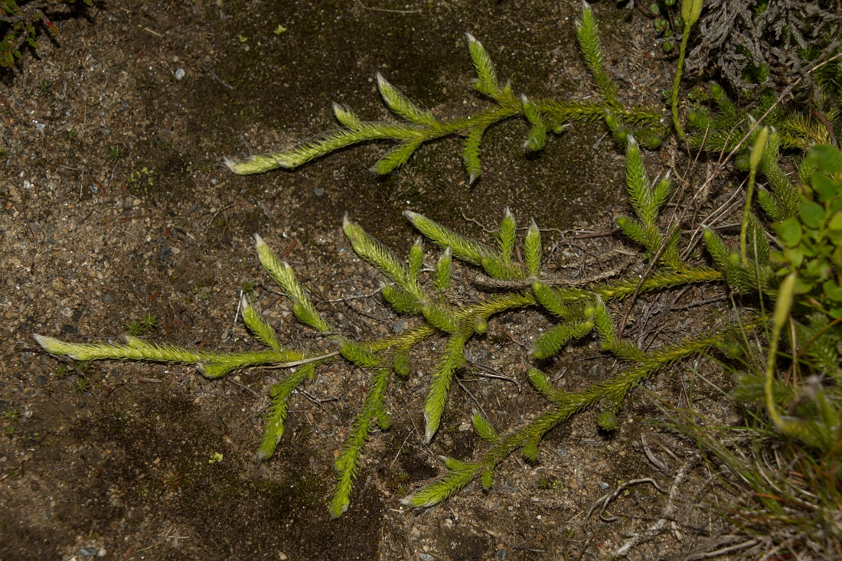 David Plant Photography - Wildlife Photography - Stagshorn clubmoss - C.jpg - Stagshorn clubmoss - Perthshire