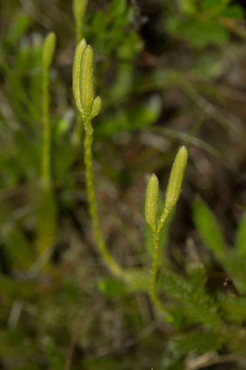 David Plant Photography - Wildlife Photography - Stagshorn clubmoss - D.jpg - Stagshorn clubmoss - Perthshire
