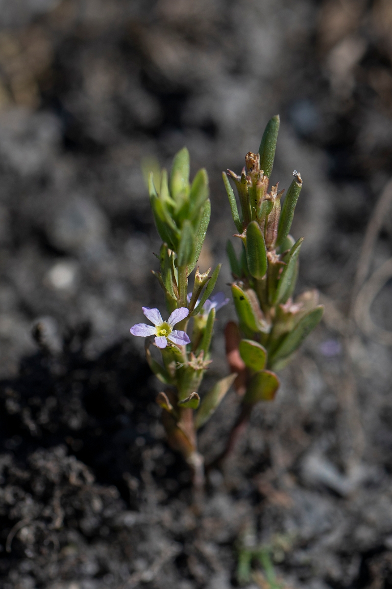 David Plant Photography - Wildlife Photography - Grass-poly - A.JPG - Grass-poly - Kent