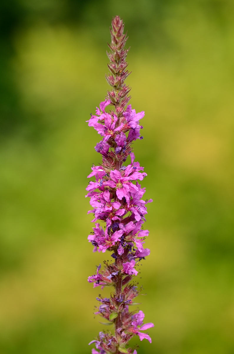 David Plant Photography - Wildlife Photography - Purple loosestrife - A.jpg - Purple loosestrife - Cotswolds