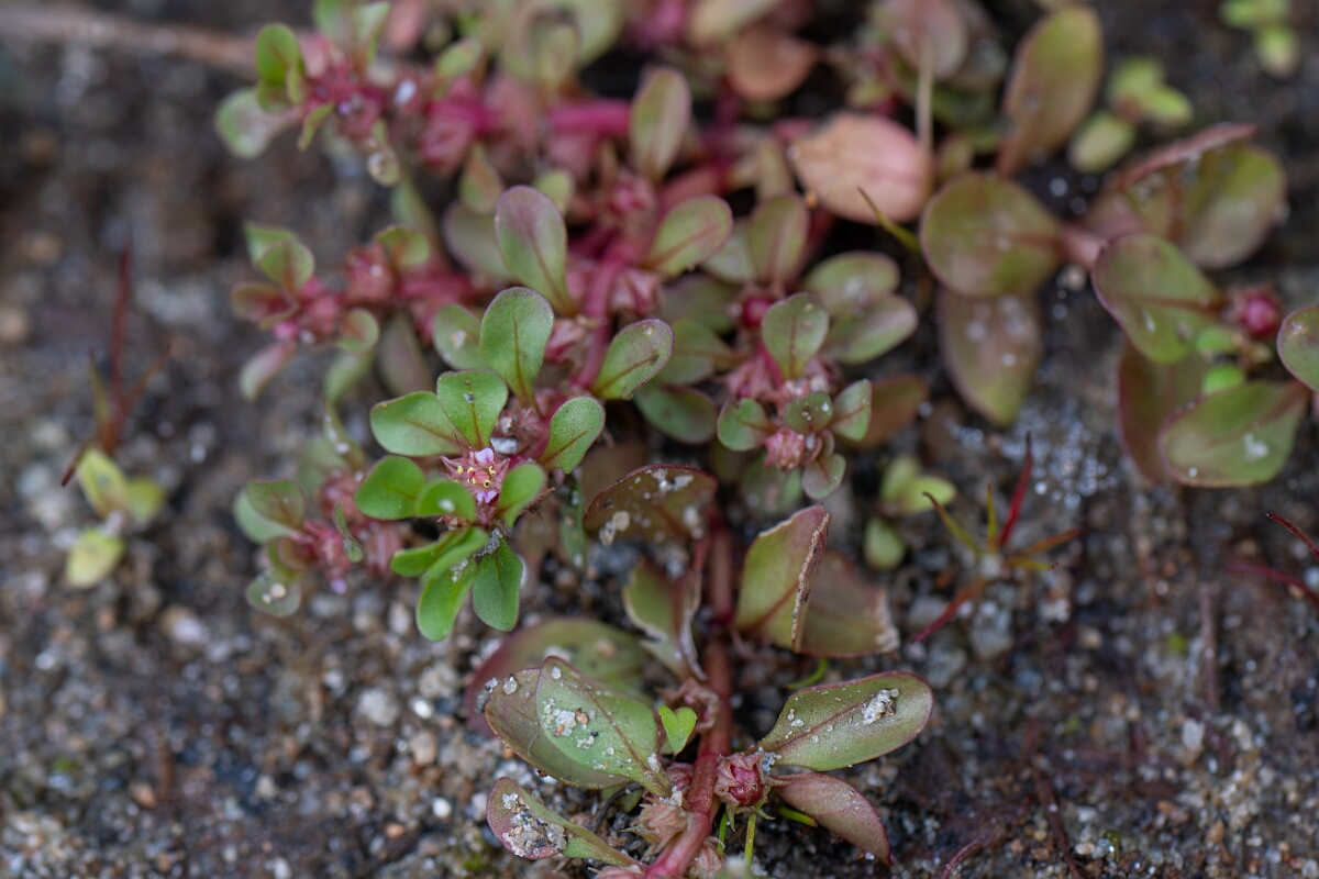 David Plant Photography - Wildlife Photography - Water-purslane - A.jpg - Water-purslane - Stirling