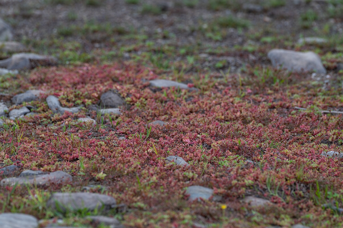 David Plant Photography - Wildlife Photography - Water-purslane - E.jpg - Water-purslane - Stirling