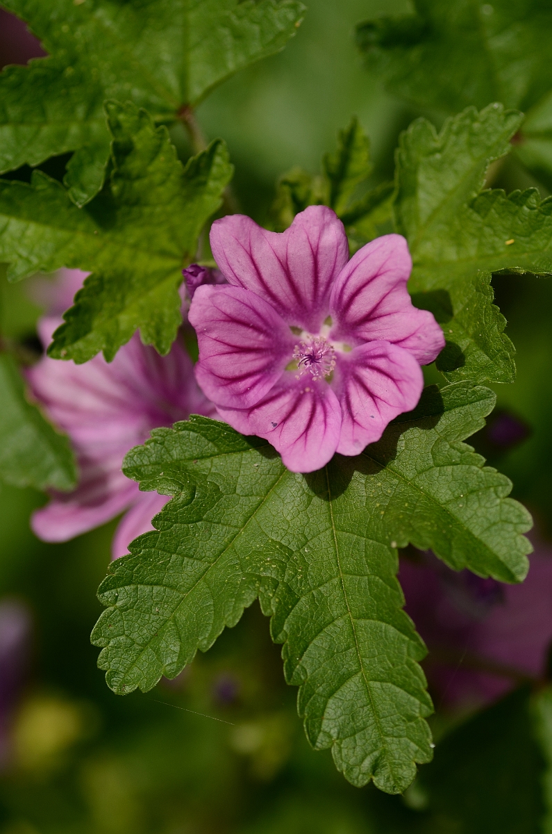 David Plant Photography - Wildlife Photography - Common mallow - A.jpg - Common mallow - Suffolk