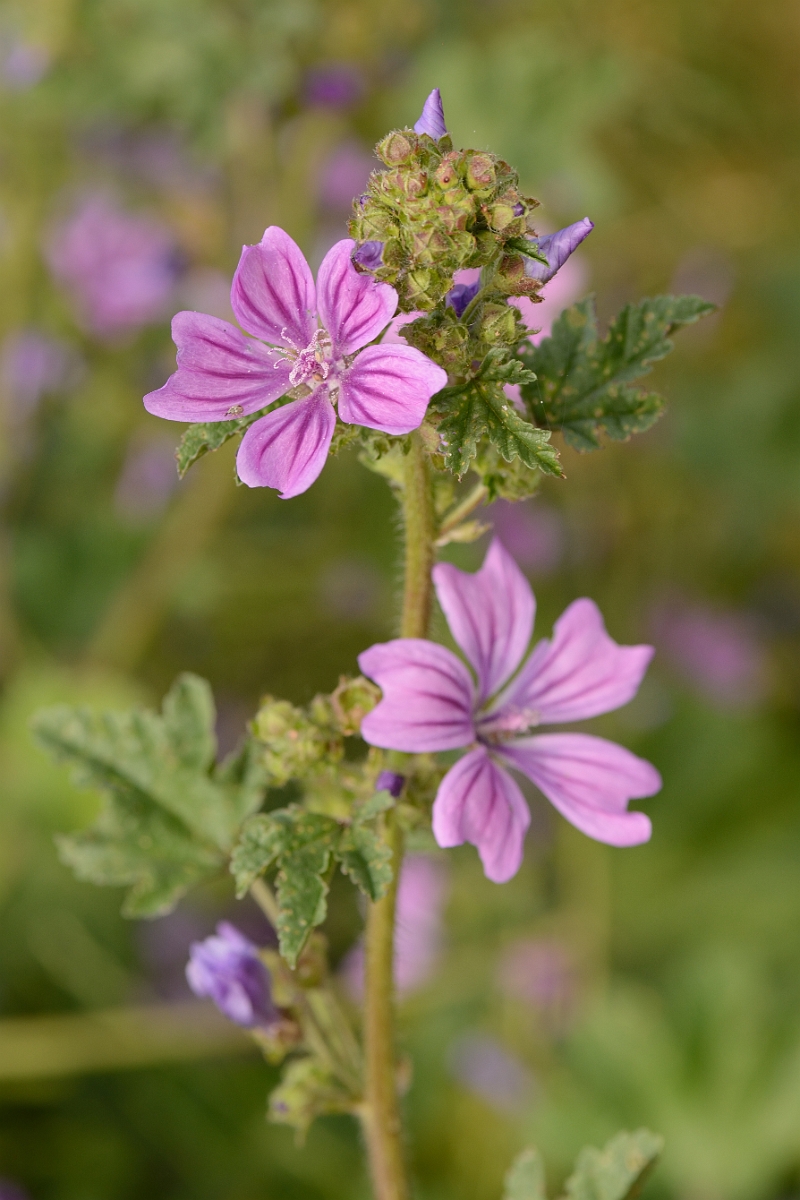 David Plant Photography - Wildlife Photography - Common mallow - B.jpg - Common mallow - Hertfordshire