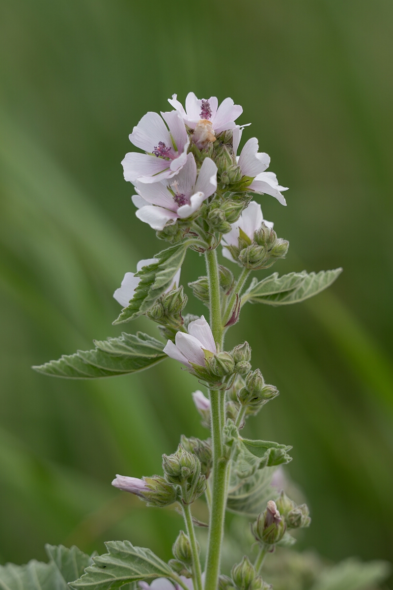 David Plant Photography - Wildlife Photography - Marsh mallow - B.jpg - Marsh mallow - Suffolk