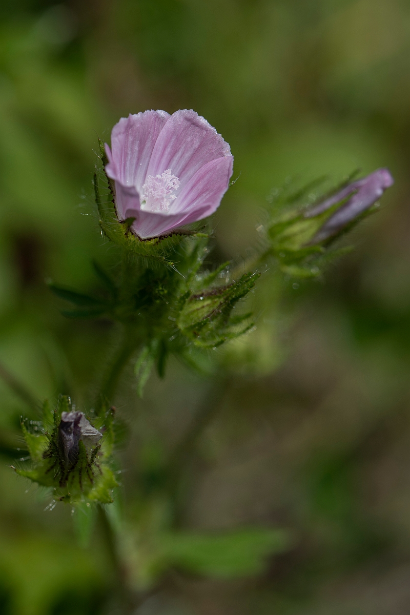 David Plant Photography - Wildlife Photography - Rough marsh-mallow - A.JPG - Rough marsh mallow - Kent