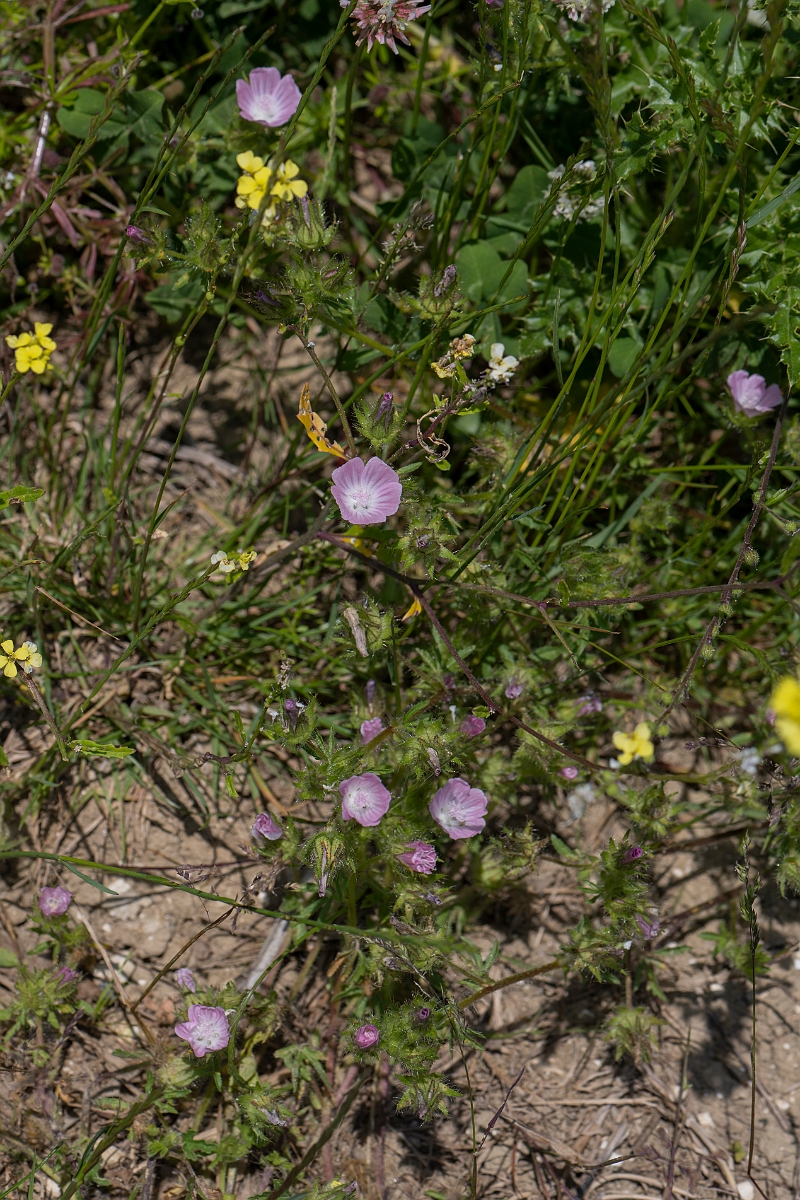 David Plant Photography - Wildlife Photography - Rough marsh-mallow - B.JPG - Rough marsh mallow - Kent