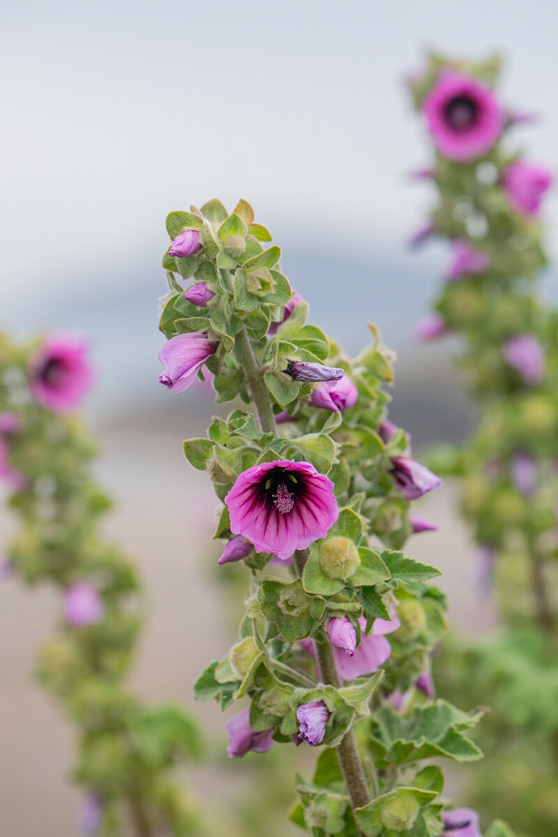David Plant Photography - Wildlife Photography - Tree mallow - C.jpg - Tree mallow - Cornwall