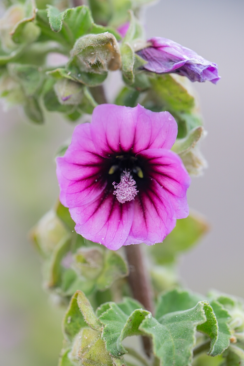David Plant Photography - Wildlife Photography - Tree mallow - E.jpg - Tree mallow - Cornwall