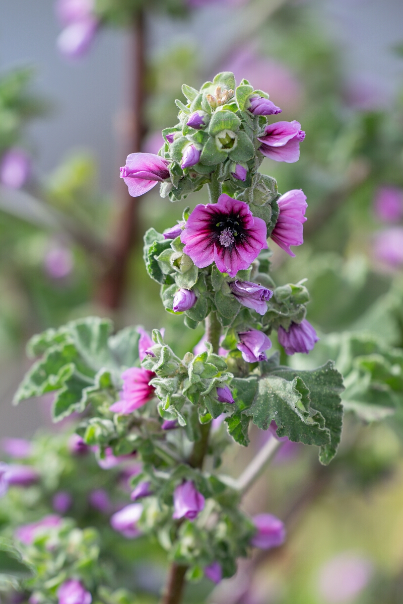 David Plant Photography - Wildlife Photography - Tree mallow - G.jpg - Tree mallow - Cornwall