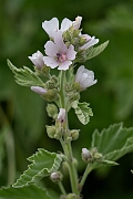 David Plant Photography - Wildlife Photography - Marsh mallow - C