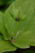 David Plant Photography - Wildlife Photography - Herb-paris - D
