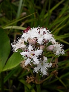David Plant Photography - Wildlife Photographer - Bog bean - A