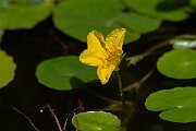 David Plant Photography - Wildlife Photographer - Fringed water-lily flower - B