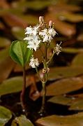 David Plant Photography - Wildlife Photography - Bog bean - B
