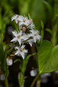 David Plant Photography - Wildlife Photography - Bog bean - D