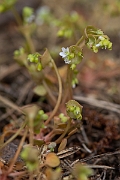 David Plant Photography - Wildlife Photography - Springbeauty - A