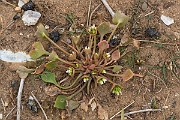 David Plant Photography - Wildlife Photography - Springbeauty - B