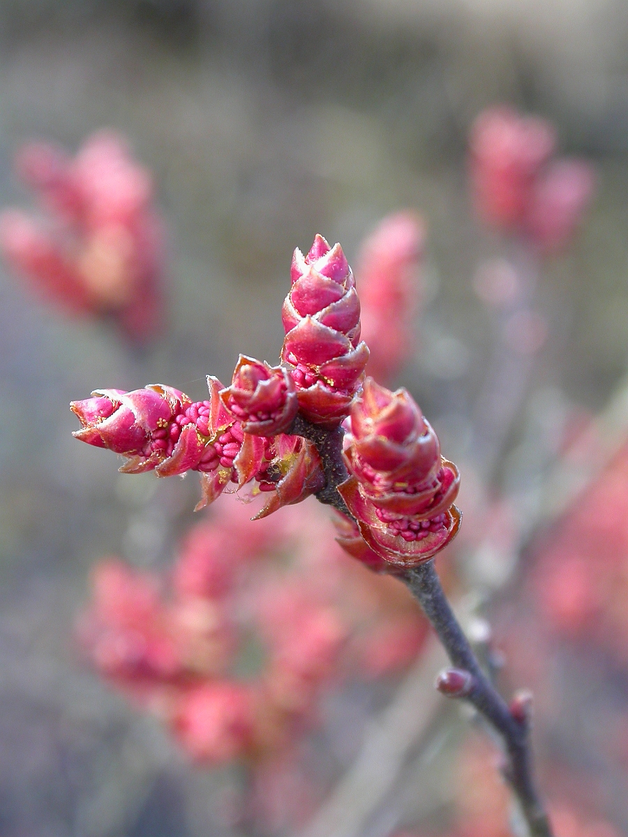 David Plant Photography - Wildlife Photographer - Bog myrtle flower - A.jpg - Bog myrtle flower - Dorset