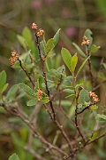David Plant Photography - Wildlife Photography - Bog myrtle - B
