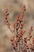 David Plant Photography - Wildlife Photography - Bog myrtle - C