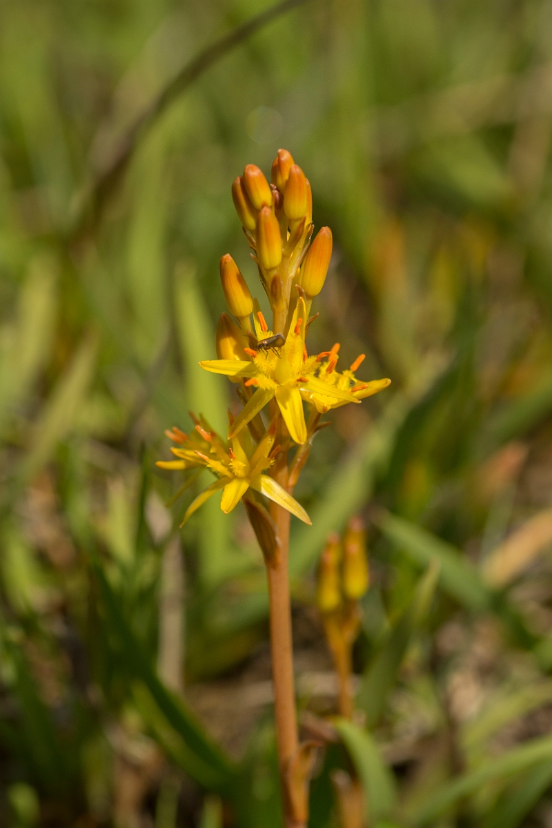 David Plant Photography - Wildlife Photography - Bog asphodel - C.jpg - Bog asphodel - Ayrshire