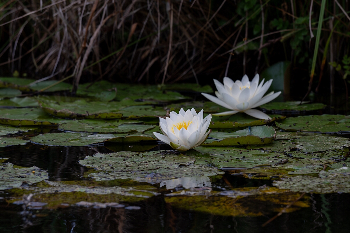 David Plant Photography - Wildlife Photography - White water-lily - B.jpg - White water-lily - Norfolk