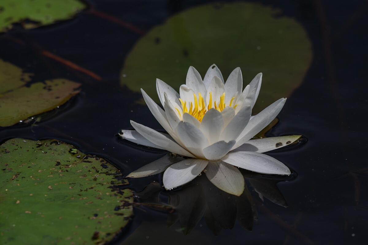 David Plant Photography - Wildlife Photography - White water-lily - D.jpg - White water-lily - Norfolk