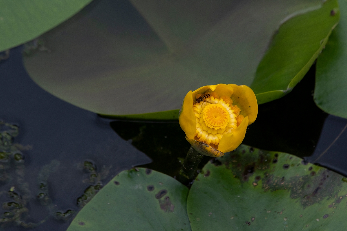 David Plant Photography - Wildlife Photography - Yellow water-lily - D.JPG - Yellow water-lily - Cambridgeshire