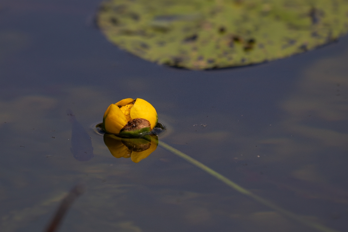David Plant Photography - Wildlife Photography - Yellow water-lily - F.jpg - Yellow water-lily - Cambridgeshire