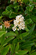 David Plant Photography - Wildlife Photography - Wild privet - A