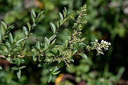 David Plant Photography - Wildlife Photography - Wild privet - B