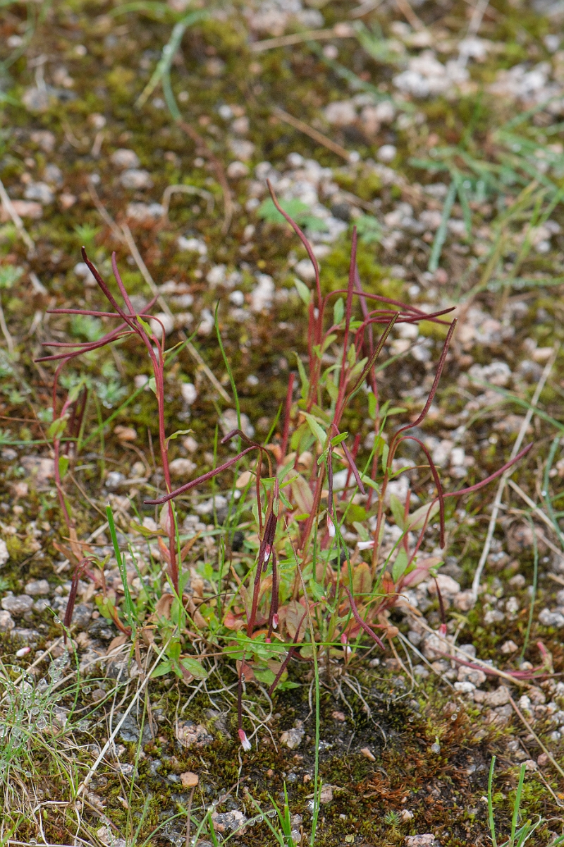 David Plant Photography - Wildlife Photography - Alpine willowherb - A.JPG - Alpine willowherb - Cairngorms