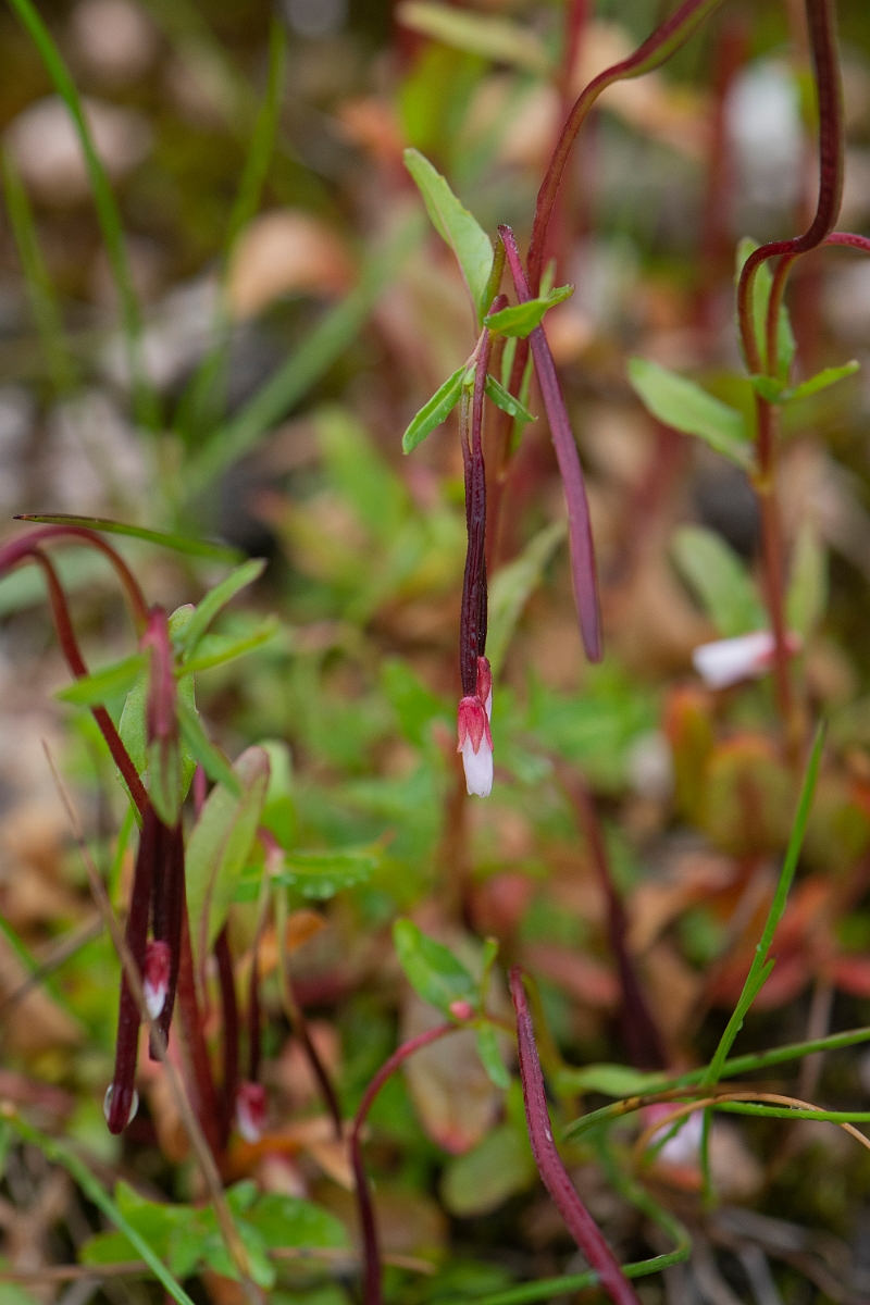 David Plant Photography - Wildlife Photography - Alpine willowherb - B.JPG - Alpine willowherb - Cairngorms