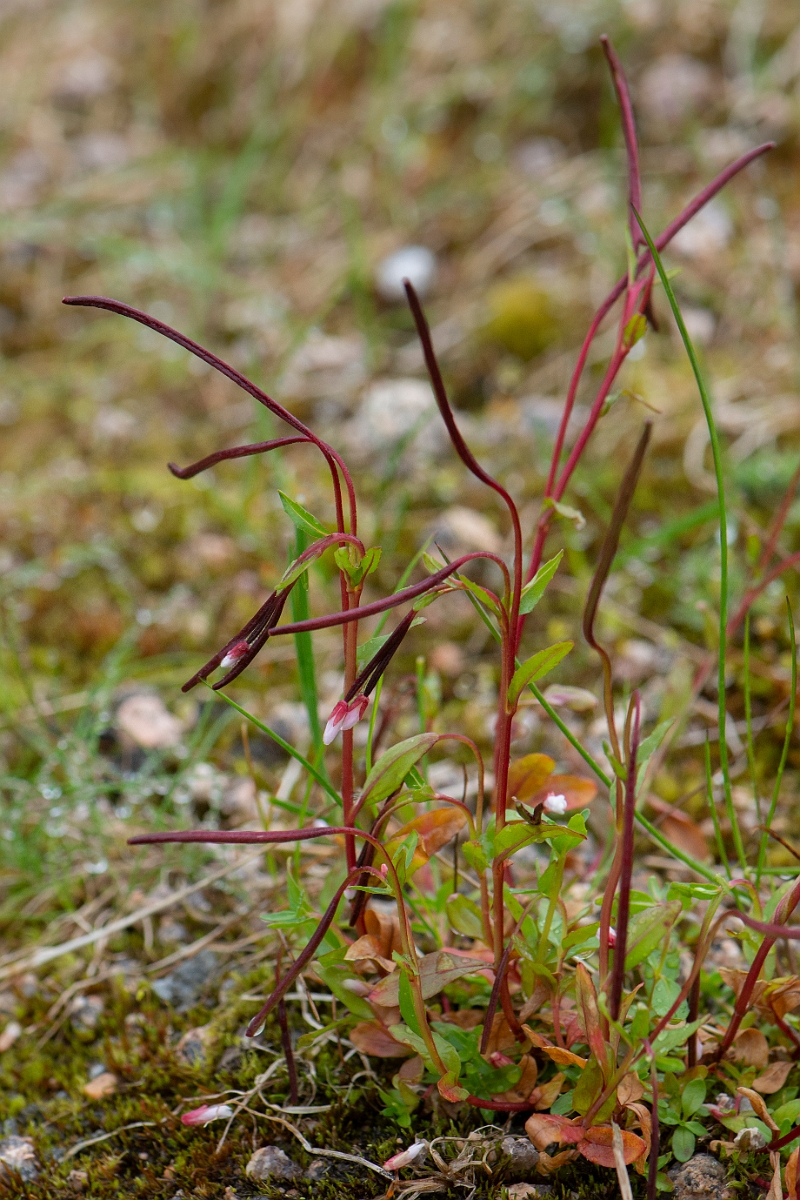 David Plant Photography - Wildlife Photography - Alpine willowherb - C.JPG - Alpine willowherb - Cairngorms