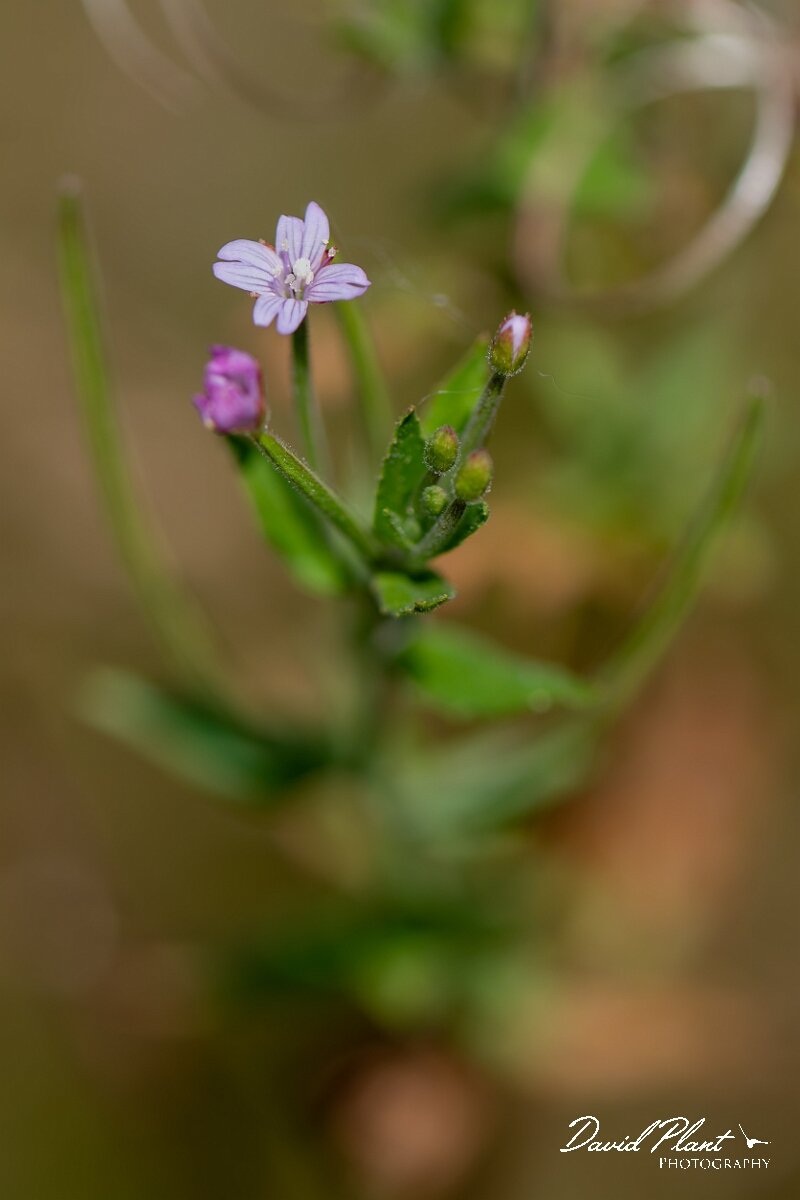 David Plant Photography - Wildlife Photography - American willowherb - A.jpg - American willowherb, Epilobium ciliatum - Gloucestershire