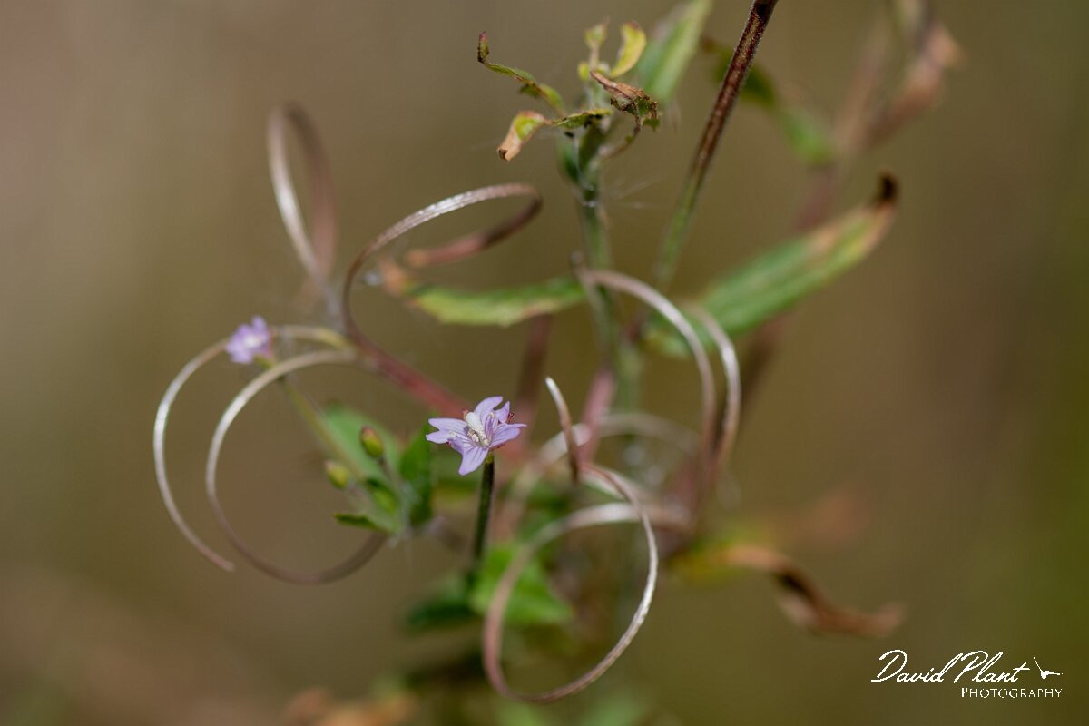 David Plant Photography - Wildlife Photography - American willowherb - B.jpg - American willowherb, Epilobium ciliatum - Gloucestershire